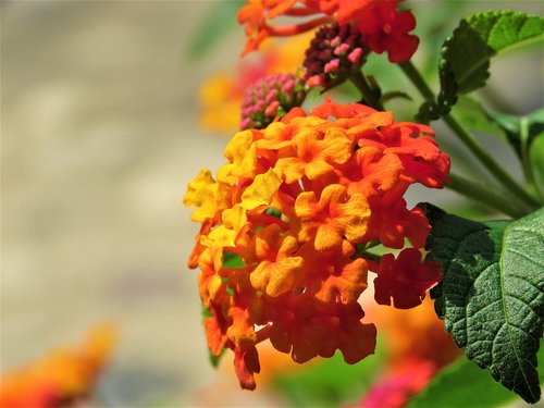 lantana  flower  plant