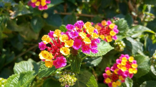 lantana  flowers  garden