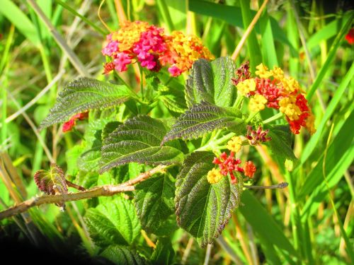 lantana flowers grasses