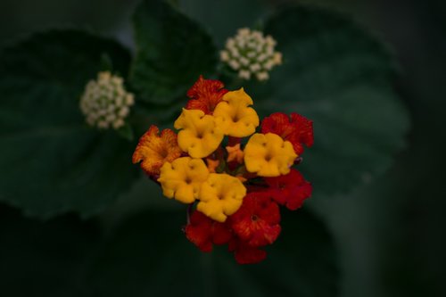 lantana  flower  bush