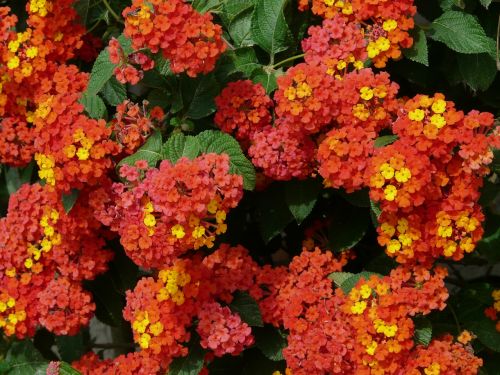 lantana lantana camara ornamental plant