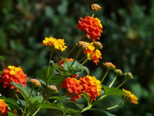 lantana lantana camara ornamental plant