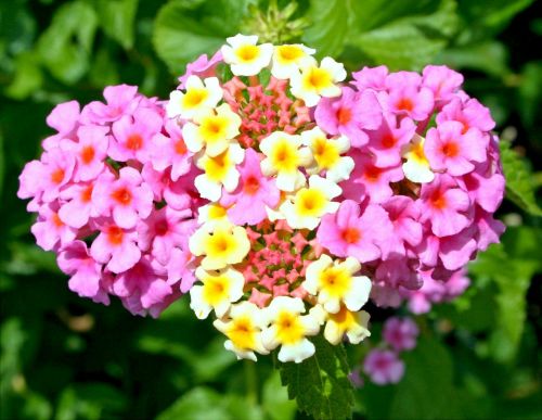 lantana camara flowers pink