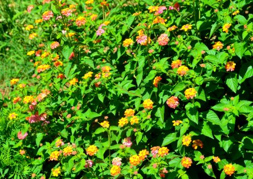 Lantana Flower Background