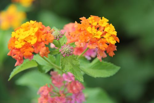 Lantana