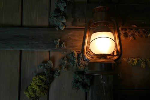 lantern  wood  plant
