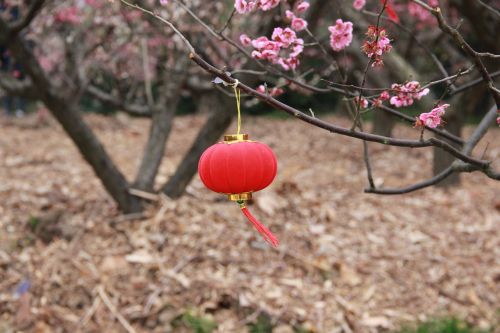 lantern plum blossom chinese elements