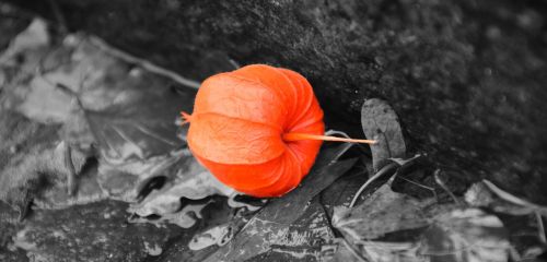 lampionblume physalis alkekengi lantern flower