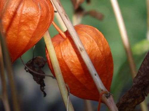 lantern flower nature orange