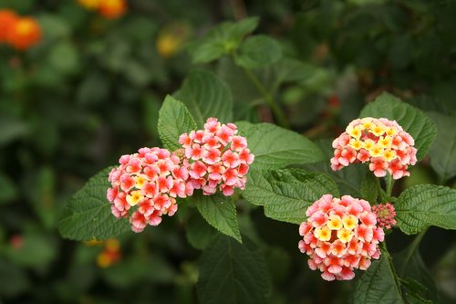 lanthanide  flowers  plants