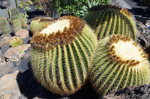 lanzarote cactus garden stepmother cushion