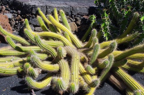 lanzarote cactus garden spice