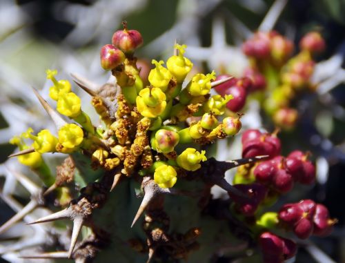 lanzarote cactus garden spice