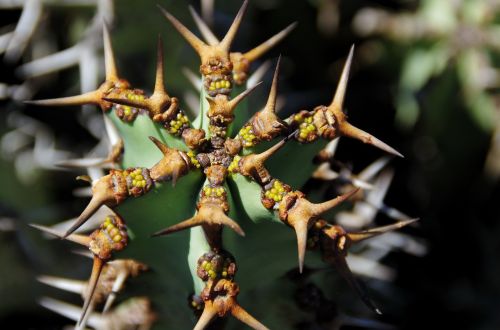 lanzarote cactus thorns