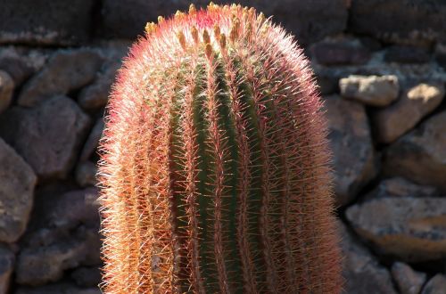 lanzarote cactus orange