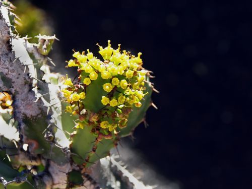 lanzarote cactus flower