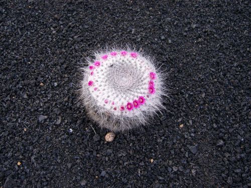 lanzarote cactus blossom