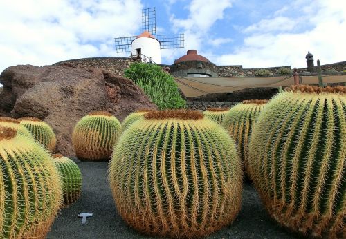 lanzarote cactus sky