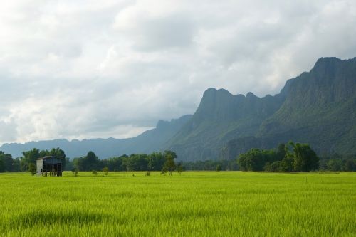 laos rice paddies green