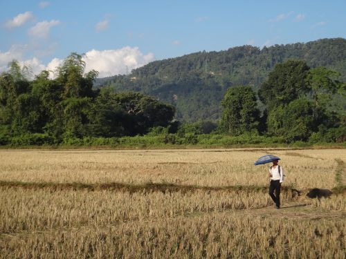 laos field walk