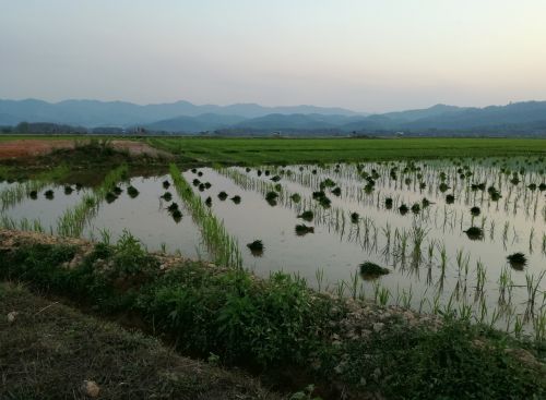laos rice agriculture
