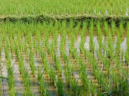 laos rural landscape rice field