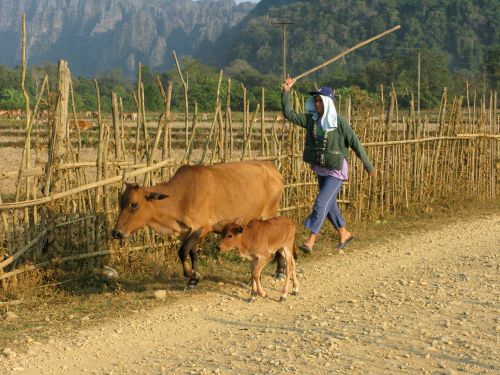 laos vang vieng animals