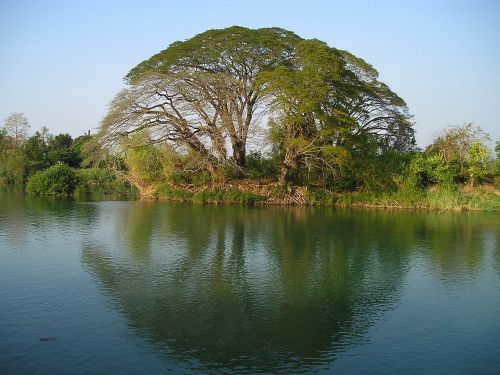 laos tree water