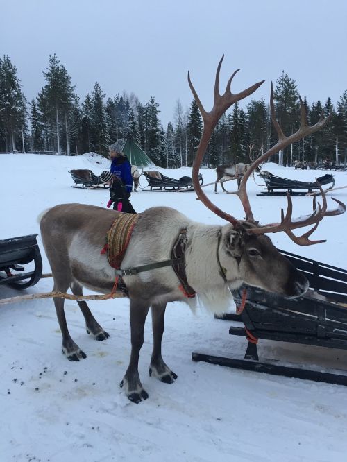 lapland reindeer snow