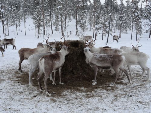 lapland animal feed reindeer farm