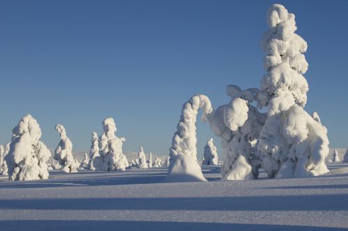 lapland winter snow