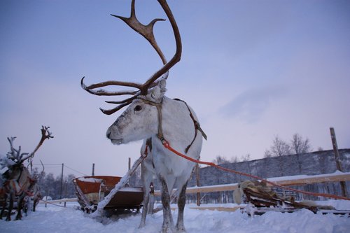 lapland  snow  rennes