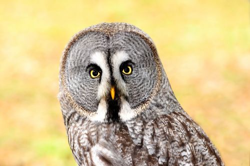 lapland owl bird of prey bird