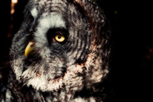 lapland owl owl eyes