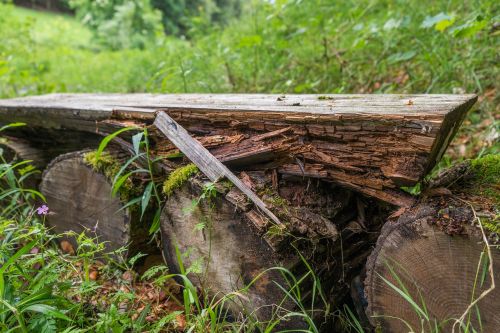 lapsed forest wood