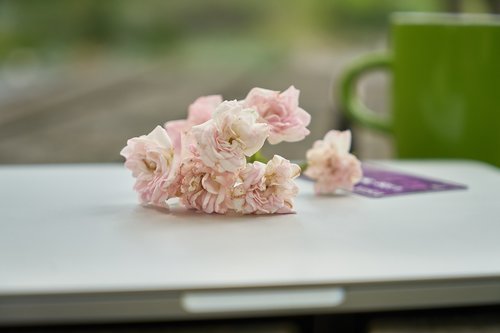 laptop  flower  computer