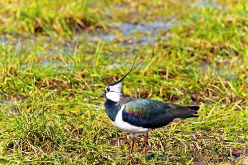 lapwing bird animal