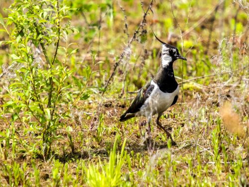 lapwing bird animal