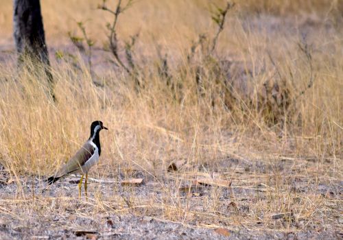 Lapwing Bird