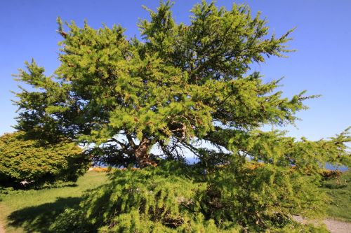 larch tree dublin