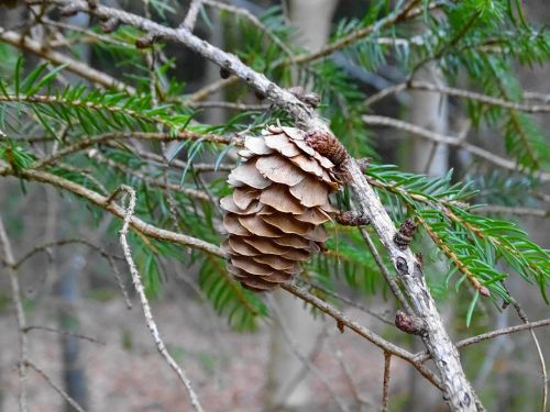 larch tap larch cones