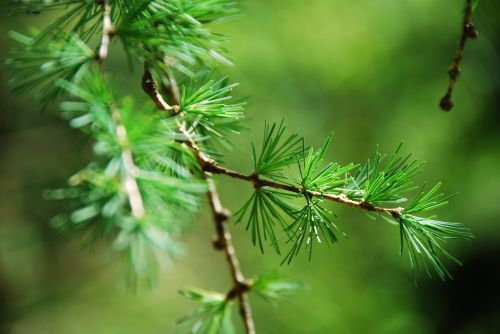 larch needles close