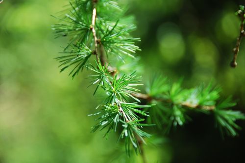 larch needles close