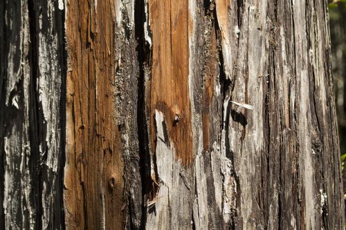 larch wood texture