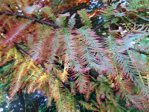 larch autumn landscape