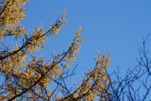 larch tree yellow