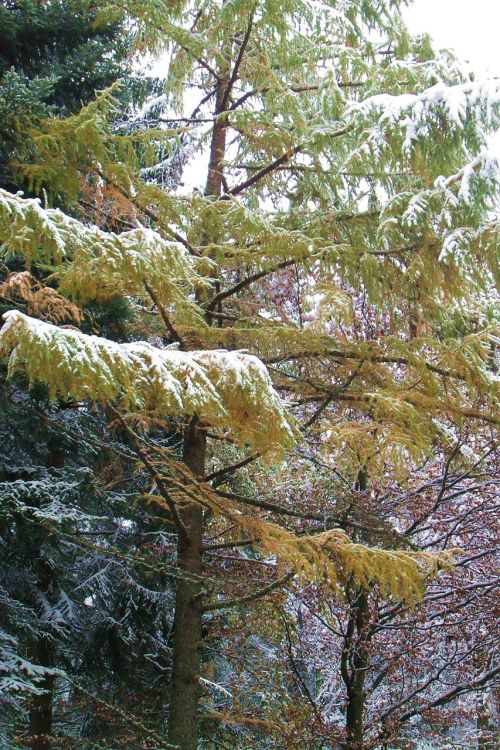 larch snow winter