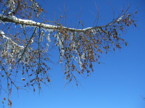 larch winter branch