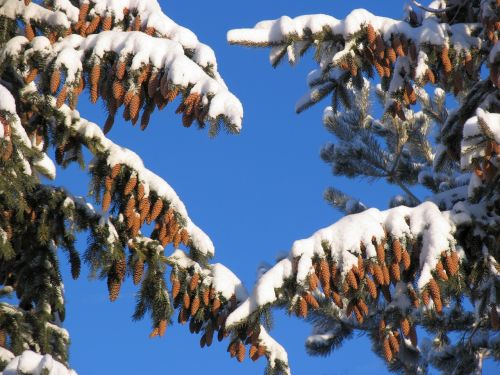larch pine spruce