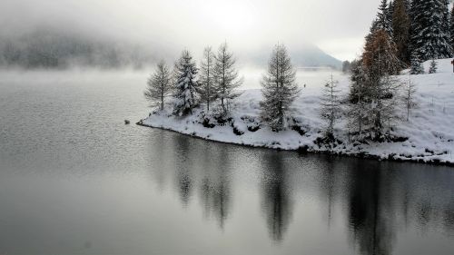 larch winter landscape